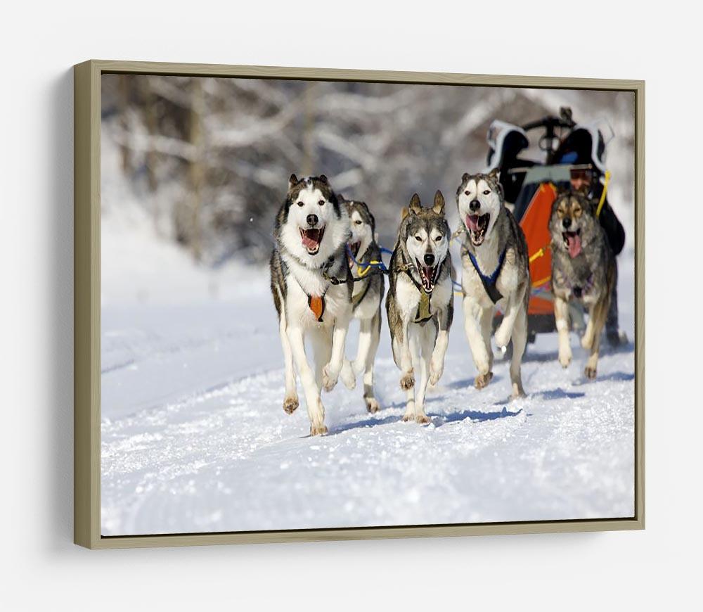 Musher hiding behind sleigh at sled dog race HD Metal Print - Canvas Art Rocks - 8
