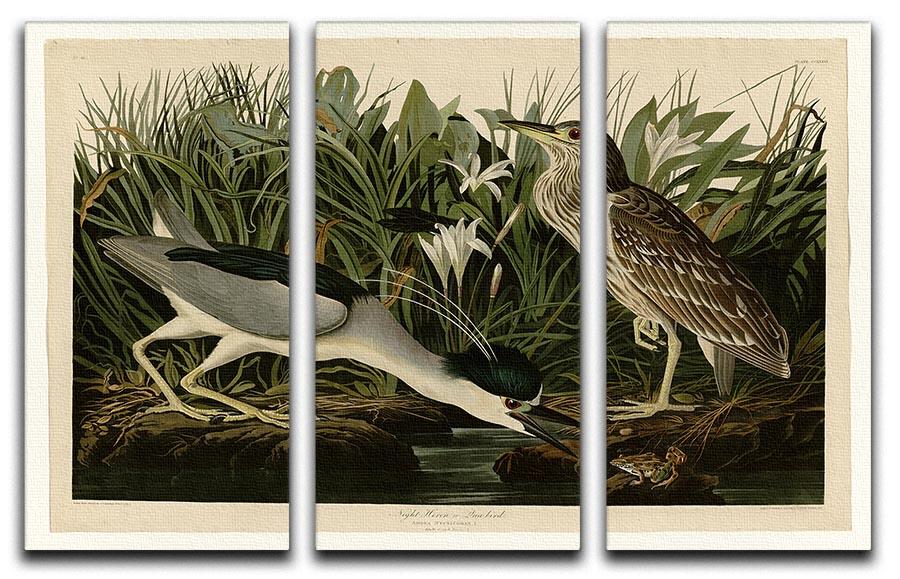 Night Heron by Audubon 3 Split Panel Canvas Print - Canvas Art Rocks - 1