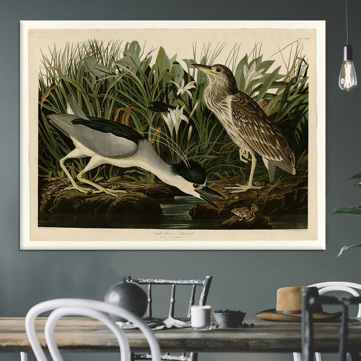 Night Heron by Audubon Canvas Print or Poster