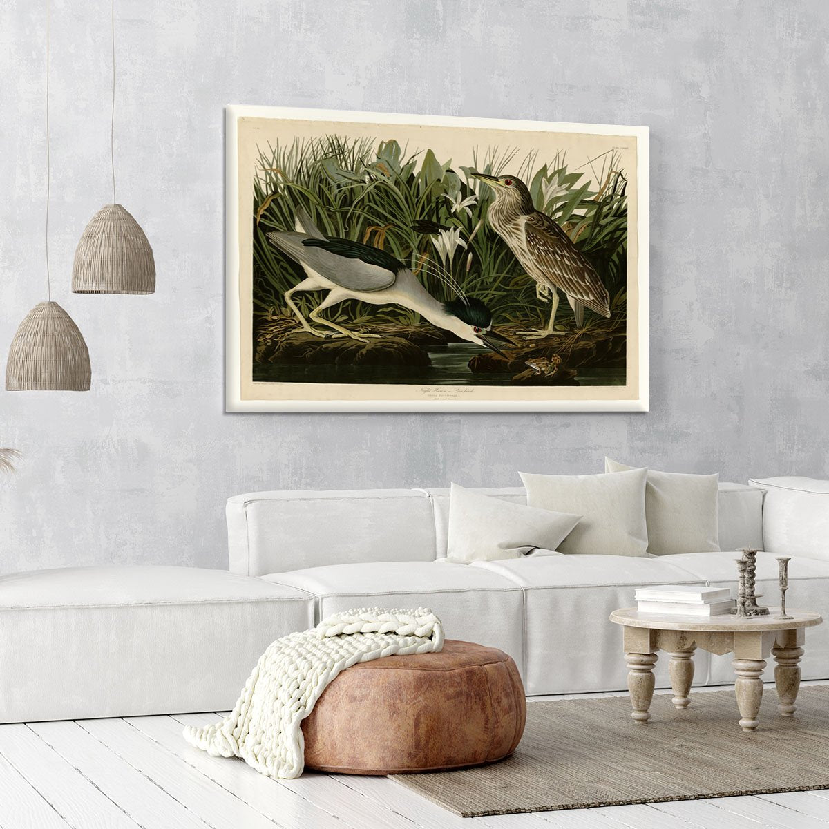 Night Heron by Audubon Canvas Print or Poster
