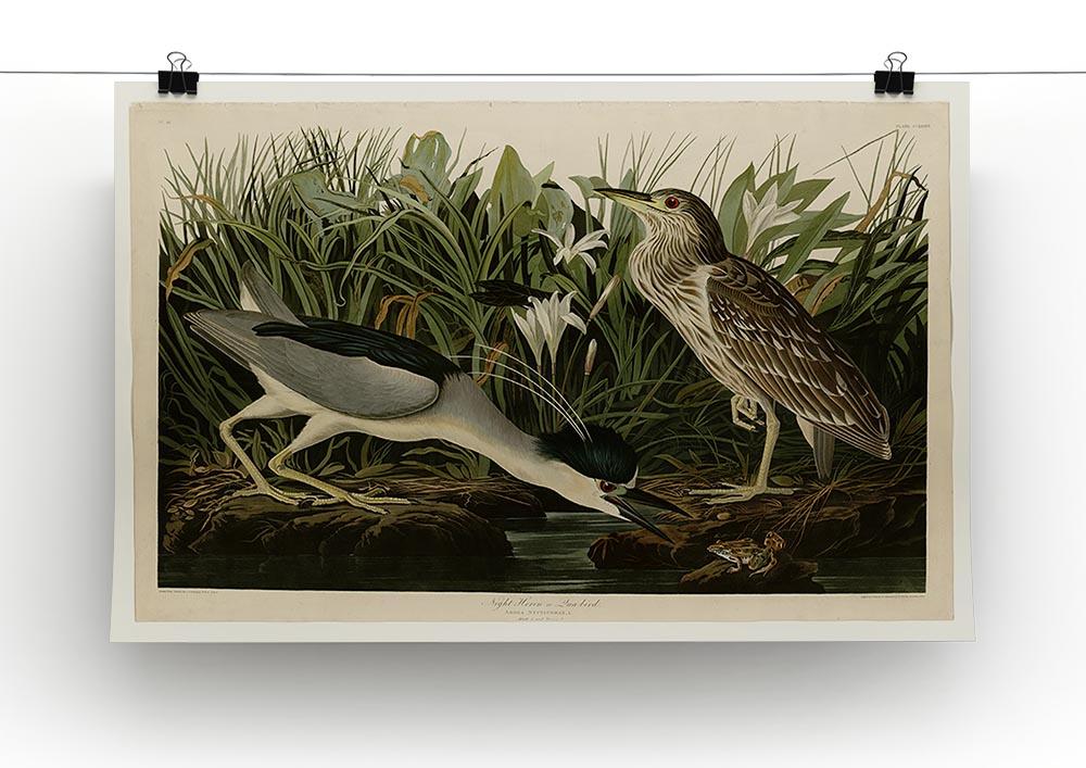 Night Heron by Audubon Canvas Print or Poster - Canvas Art Rocks - 2