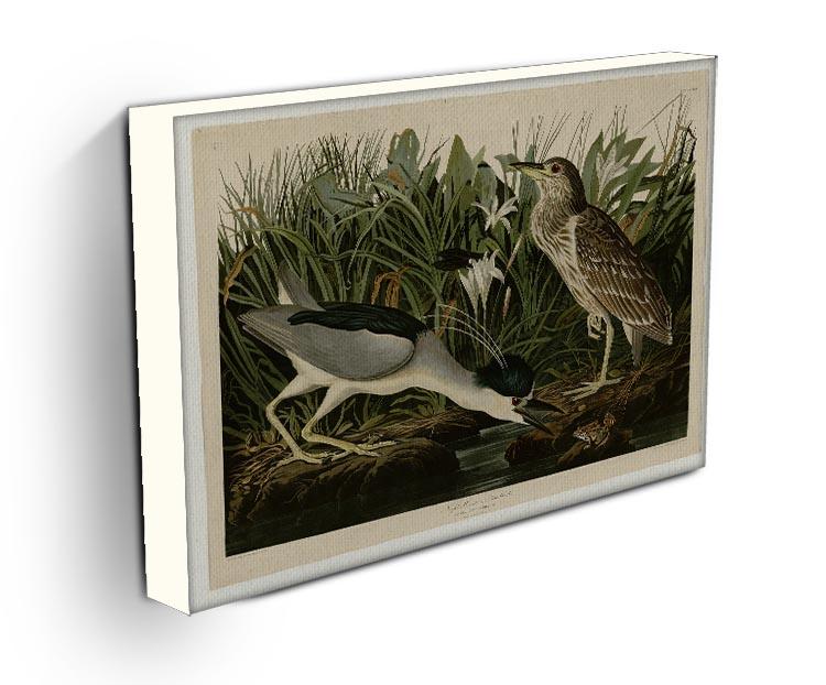 Night Heron by Audubon Canvas Print or Poster - Canvas Art Rocks - 3