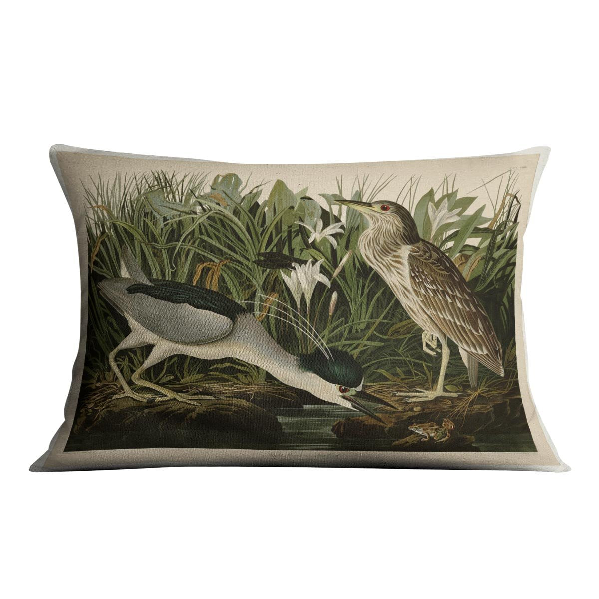 Night Heron by Audubon Cushion