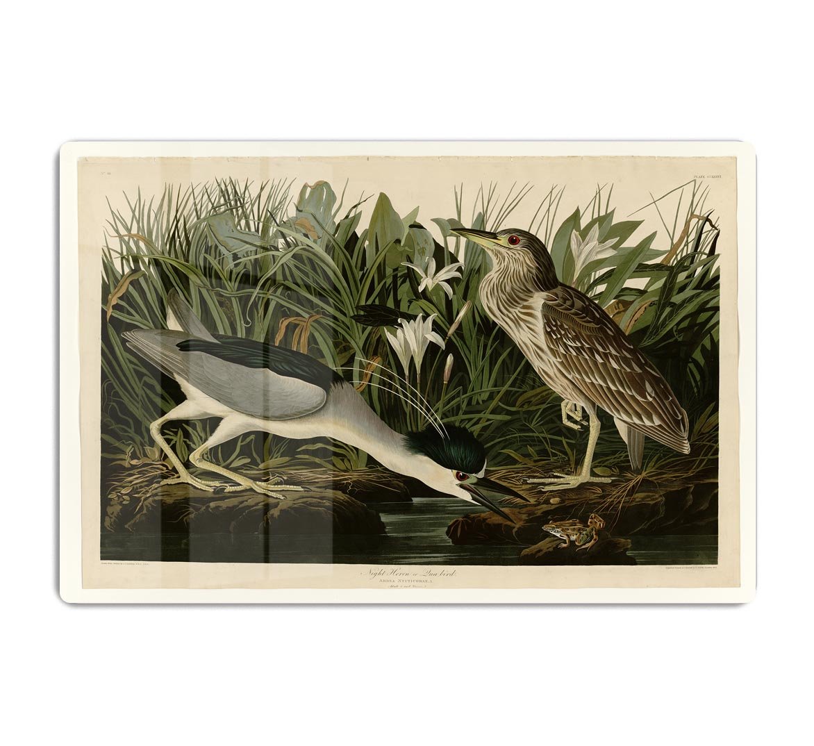 Night Heron by Audubon HD Metal Print - Canvas Art Rocks - 1