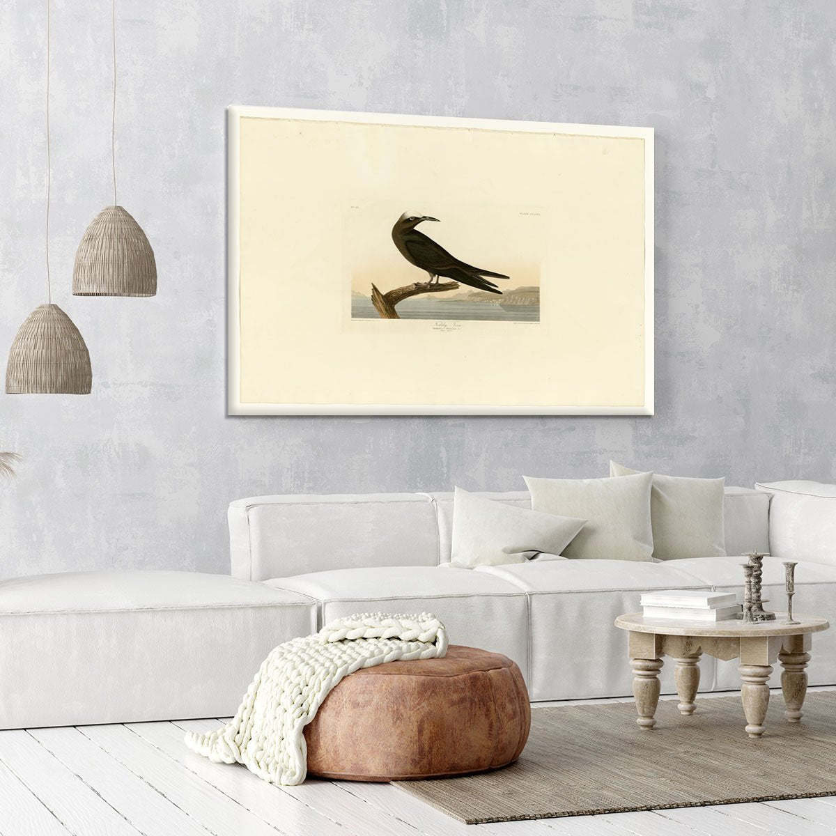 Noddy Tern by Audubon Canvas Print or Poster