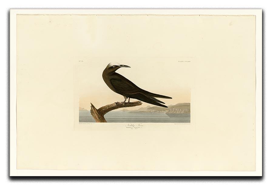 Noddy Tern by Audubon Canvas Print or Poster - Canvas Art Rocks - 1