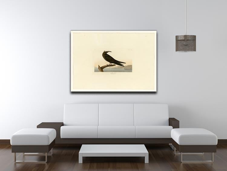 Noddy Tern by Audubon Canvas Print or Poster - Canvas Art Rocks - 4