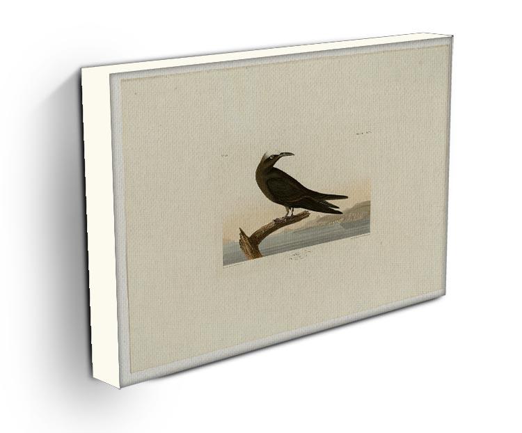 Noddy Tern by Audubon Canvas Print or Poster - Canvas Art Rocks - 3