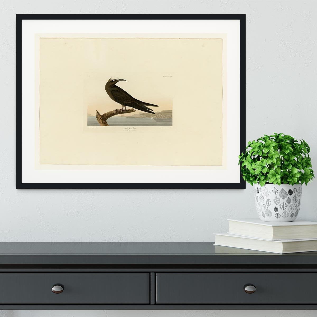 Noddy Tern by Audubon Framed Print - Canvas Art Rocks - 1