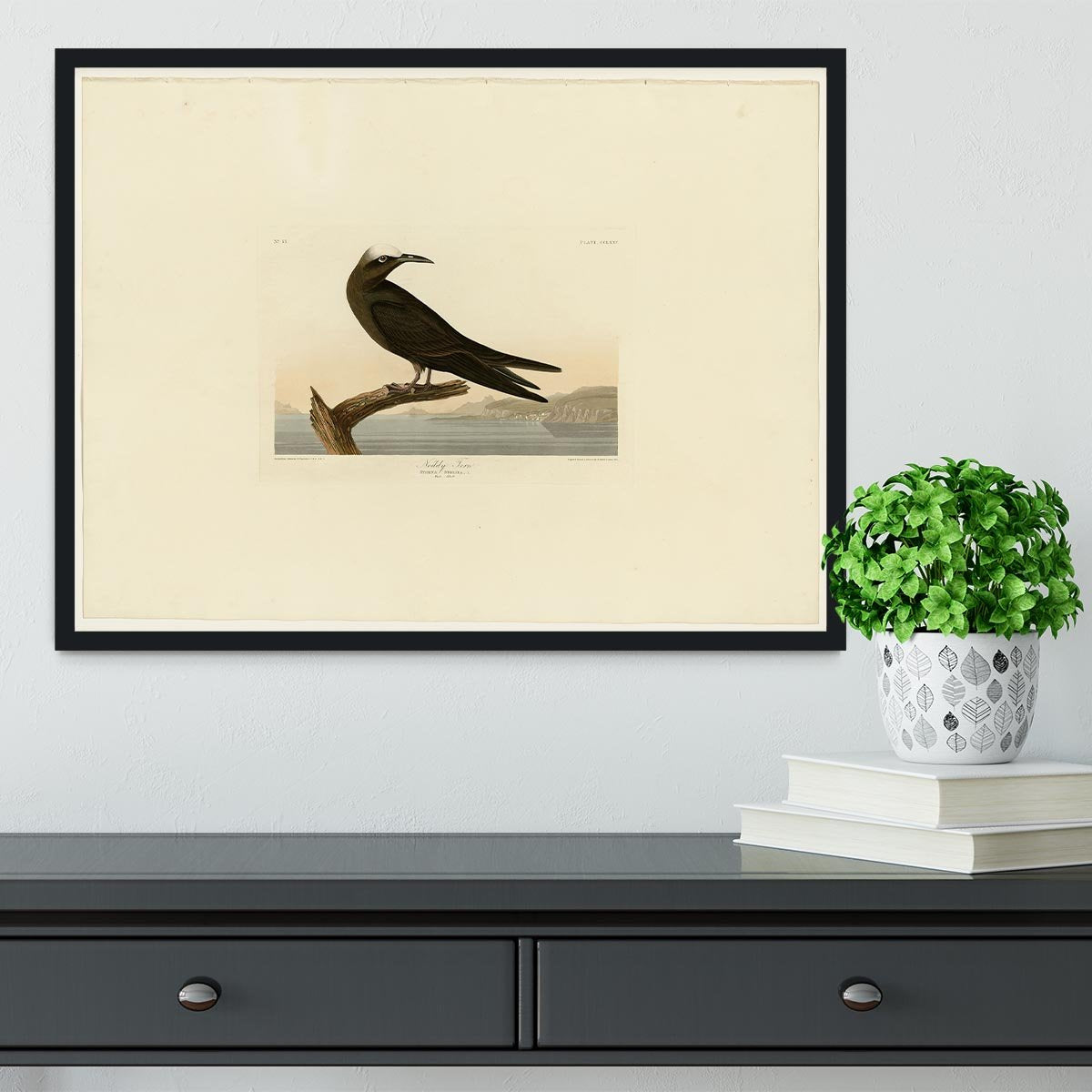 Noddy Tern by Audubon Framed Print - Canvas Art Rocks - 2