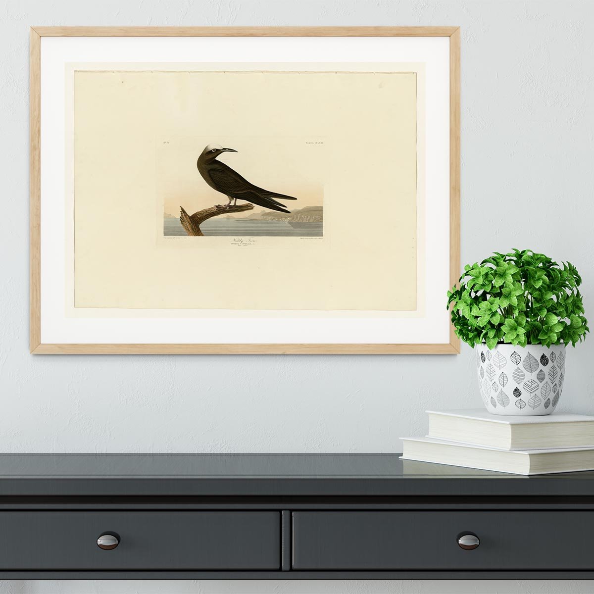 Noddy Tern by Audubon Framed Print - Canvas Art Rocks - 3