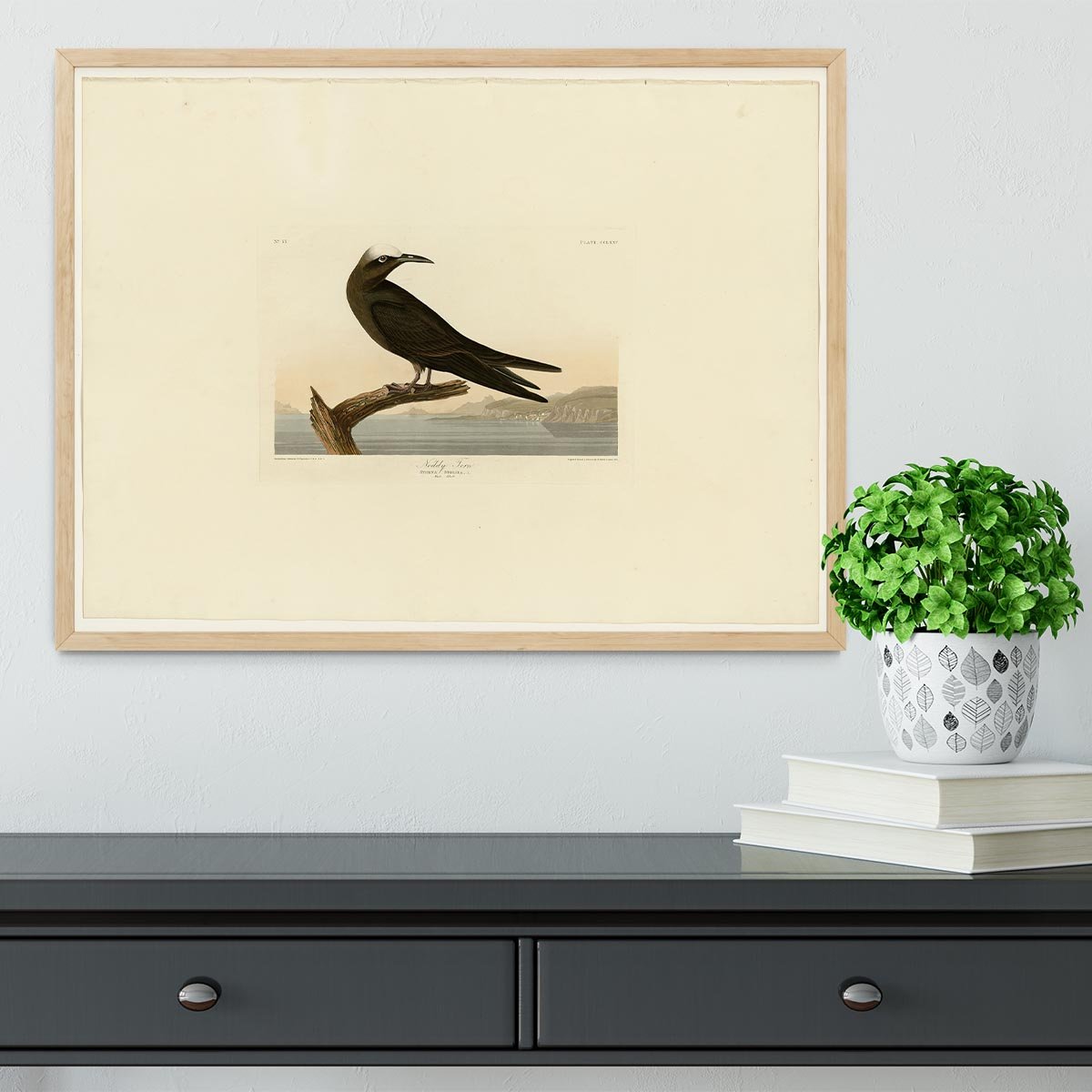 Noddy Tern by Audubon Framed Print - Canvas Art Rocks - 4