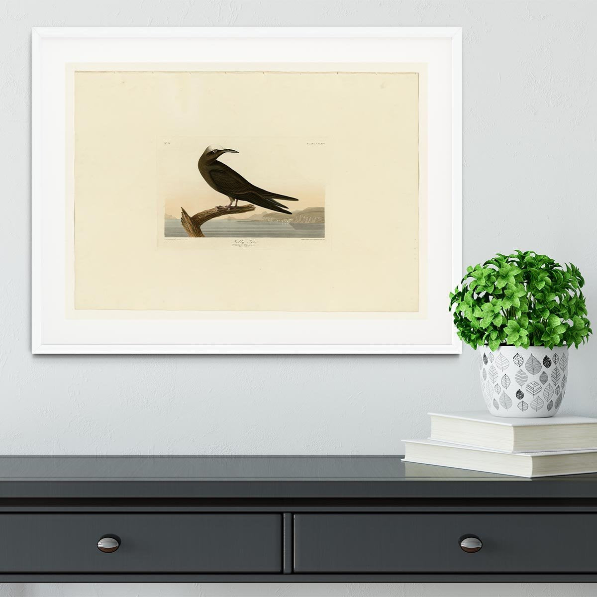 Noddy Tern by Audubon Framed Print - Canvas Art Rocks - 5