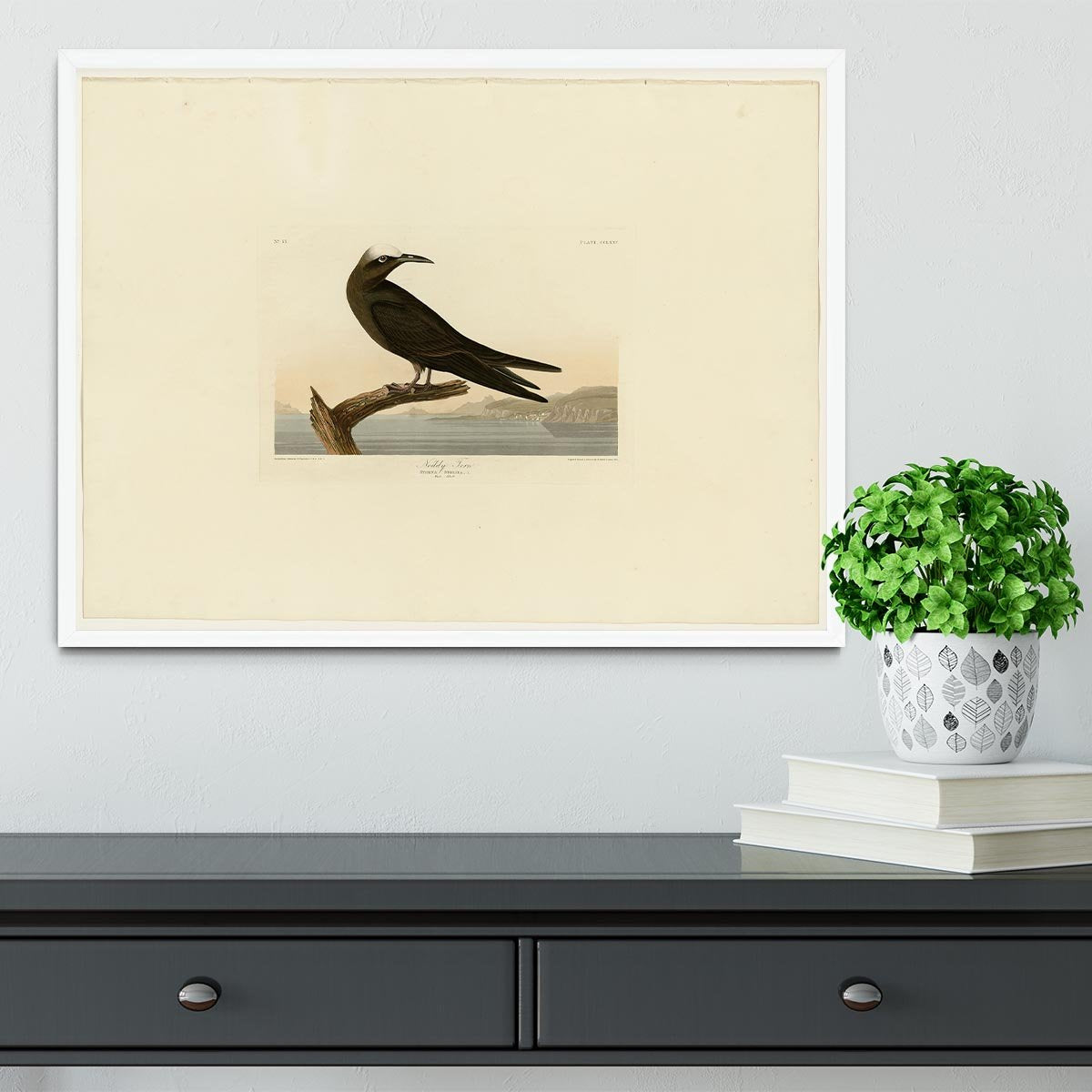 Noddy Tern by Audubon Framed Print - Canvas Art Rocks -6