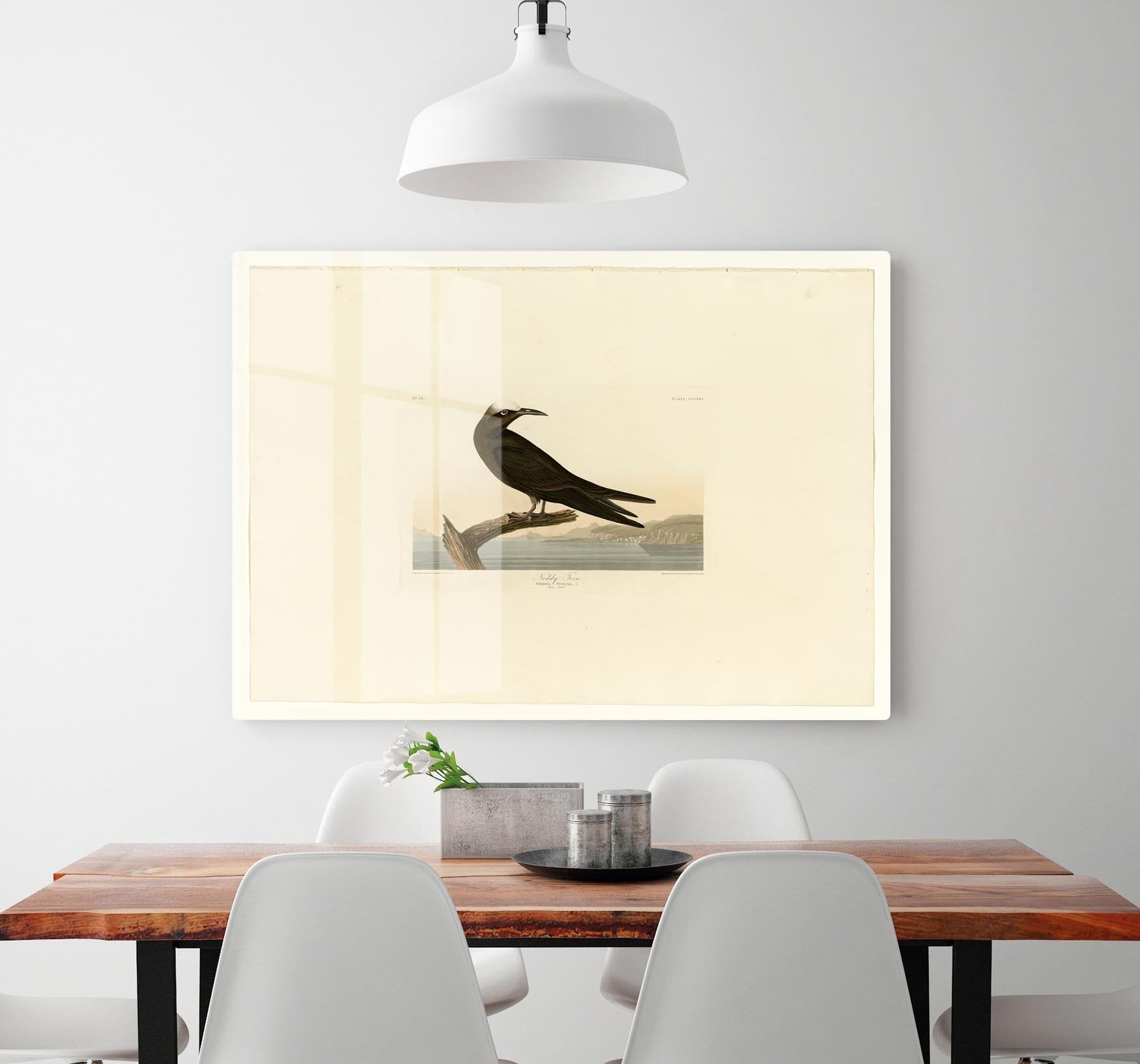Noddy Tern by Audubon HD Metal Print - Canvas Art Rocks - 2