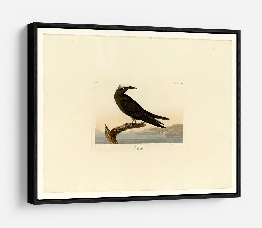 Noddy Tern by Audubon HD Metal Print - Canvas Art Rocks - 6