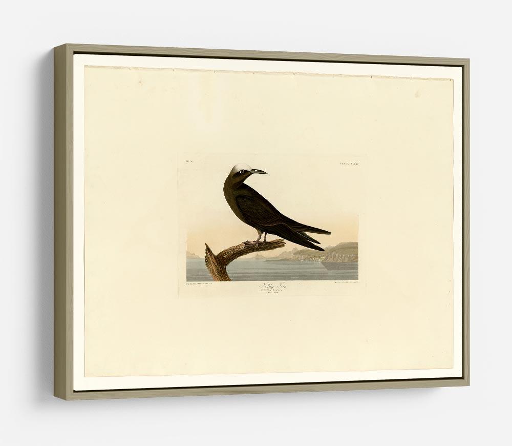 Noddy Tern by Audubon HD Metal Print - Canvas Art Rocks - 8