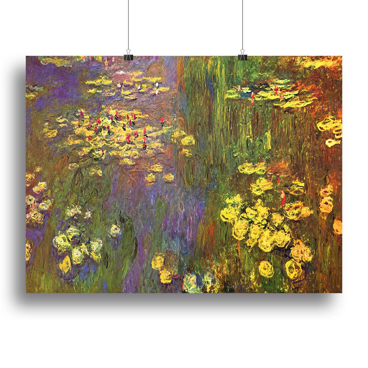 Nympheas water plantes Canvas Print or Poster
