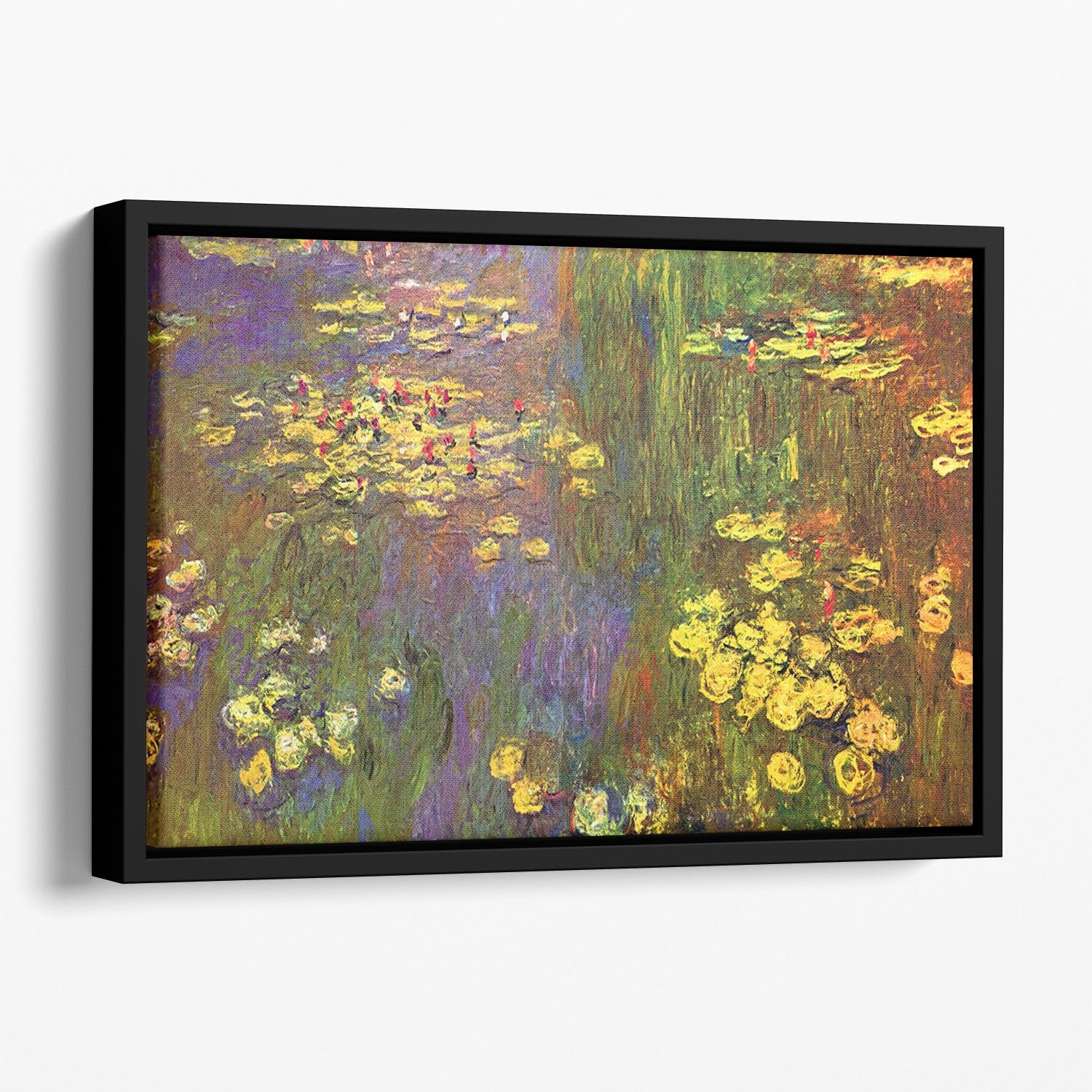 Nympheas water plantes Floating Framed Canvas