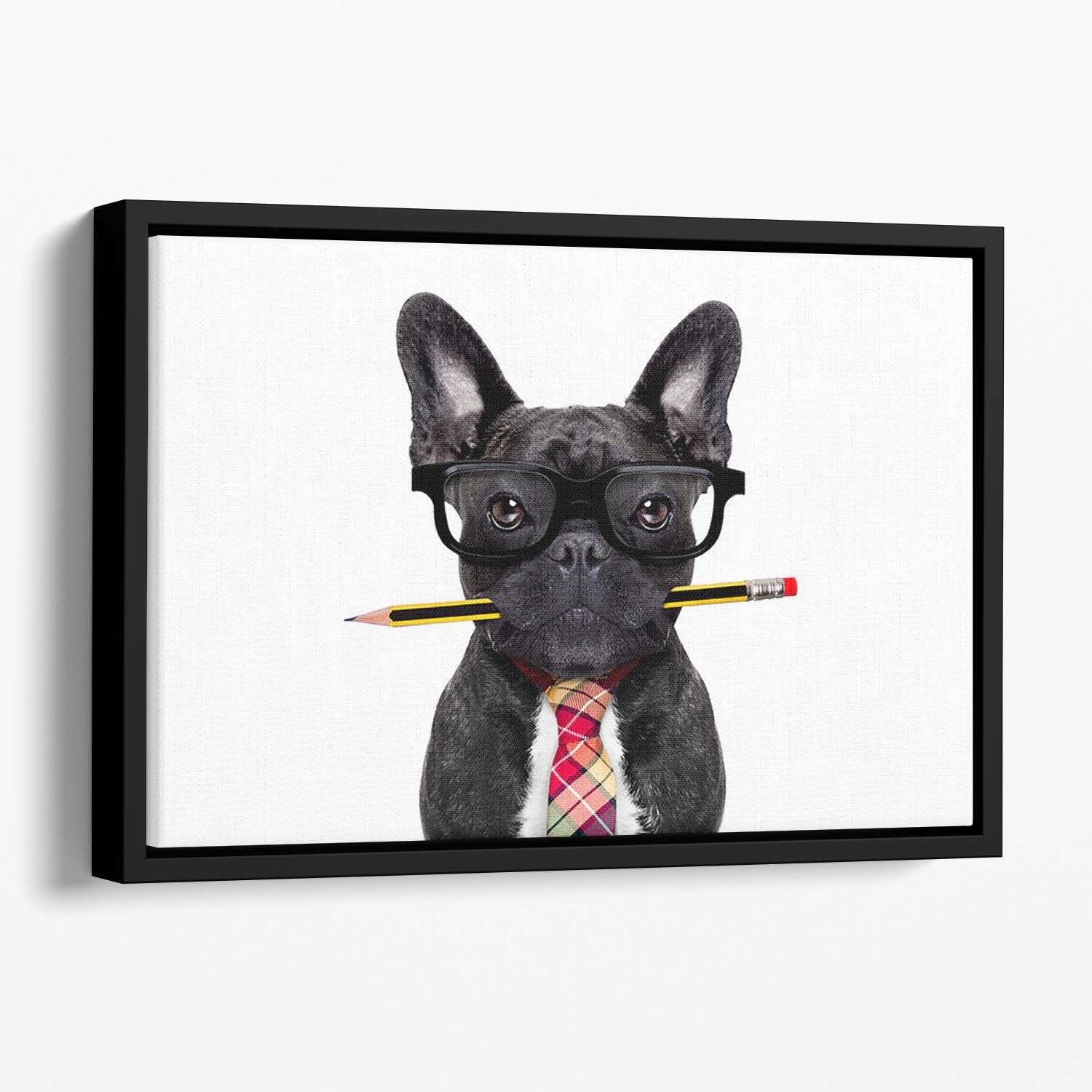 Office businessman french bulldog dog with pen Floating Framed Canvas - Canvas Art Rocks - 1