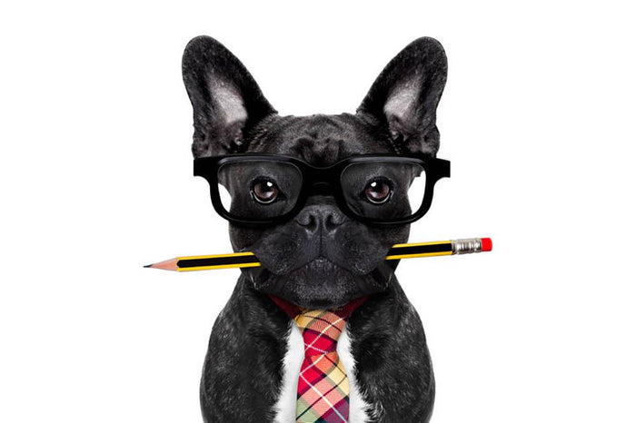 Office businessman french bulldog dog with pen Wall Mural Wallpaper