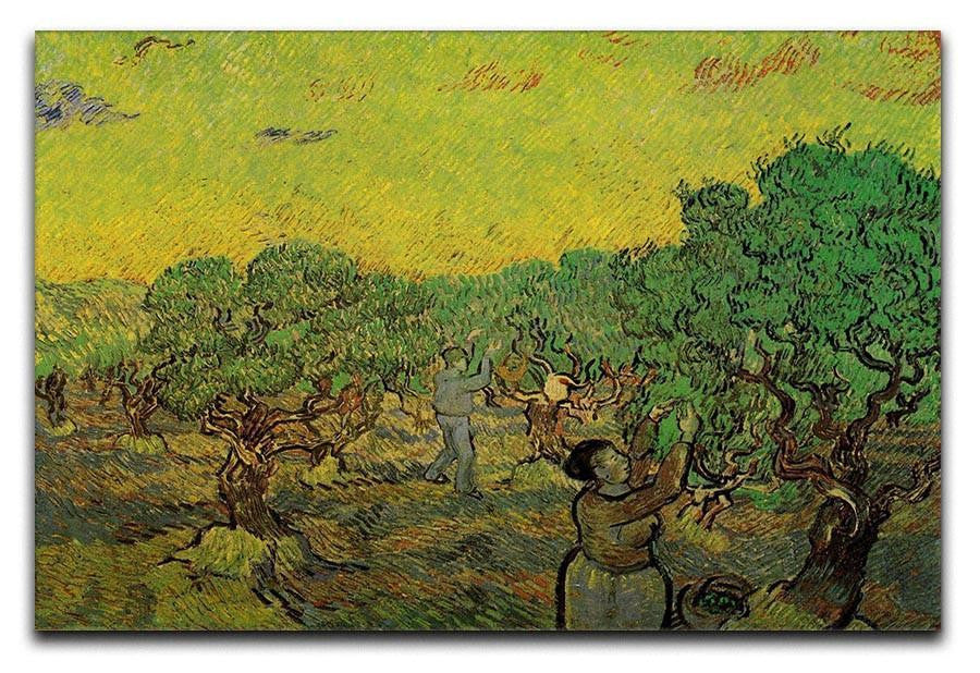 Olive Grove with Picking Figures by Van Gogh Canvas Print & Poster  - Canvas Art Rocks - 1