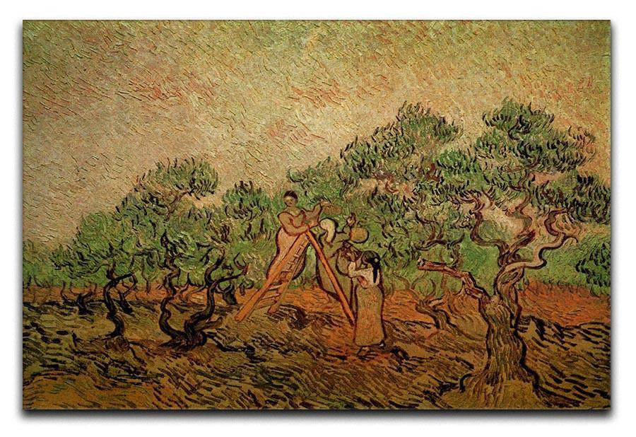 Olive Picking by Van Gogh Canvas Print & Poster  - Canvas Art Rocks - 1