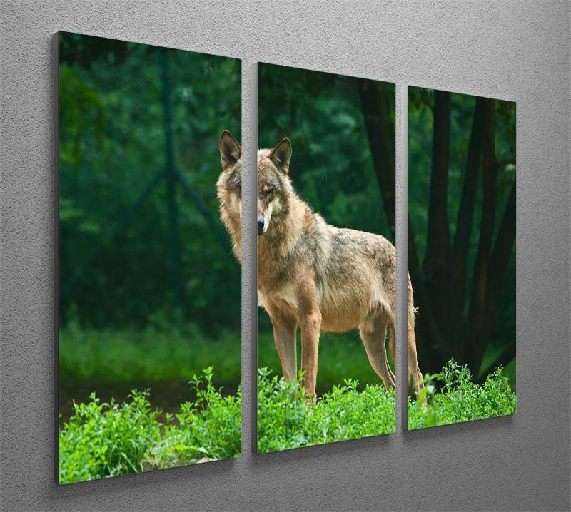 One wolf standing on green hill 3 Split Panel Canvas Print - Canvas Art Rocks - 2