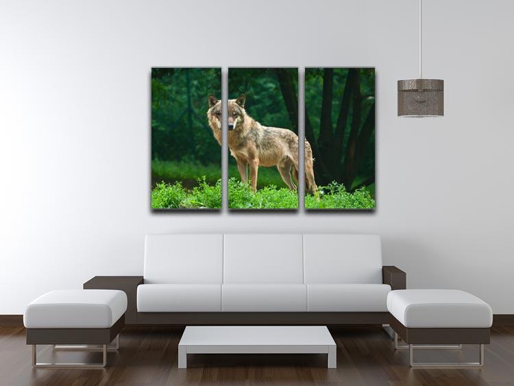 One wolf standing on green hill 3 Split Panel Canvas Print - Canvas Art Rocks - 3