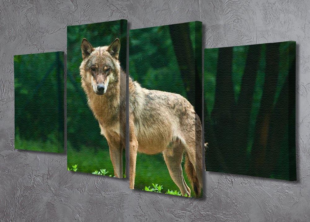 One wolf standing on green hill 4 Split Panel Canvas - Canvas Art Rocks - 2