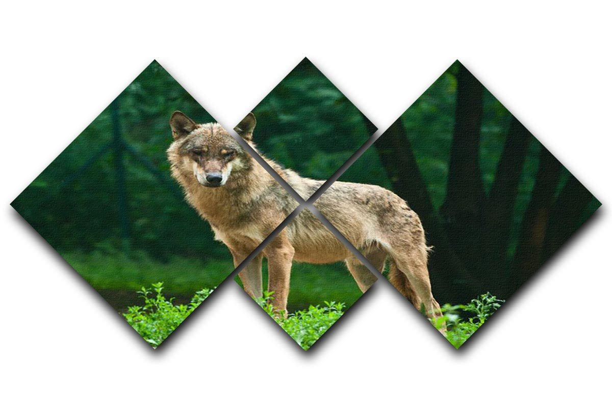 One wolf standing on green hill 4 Square Multi Panel Canvas - Canvas Art Rocks - 1