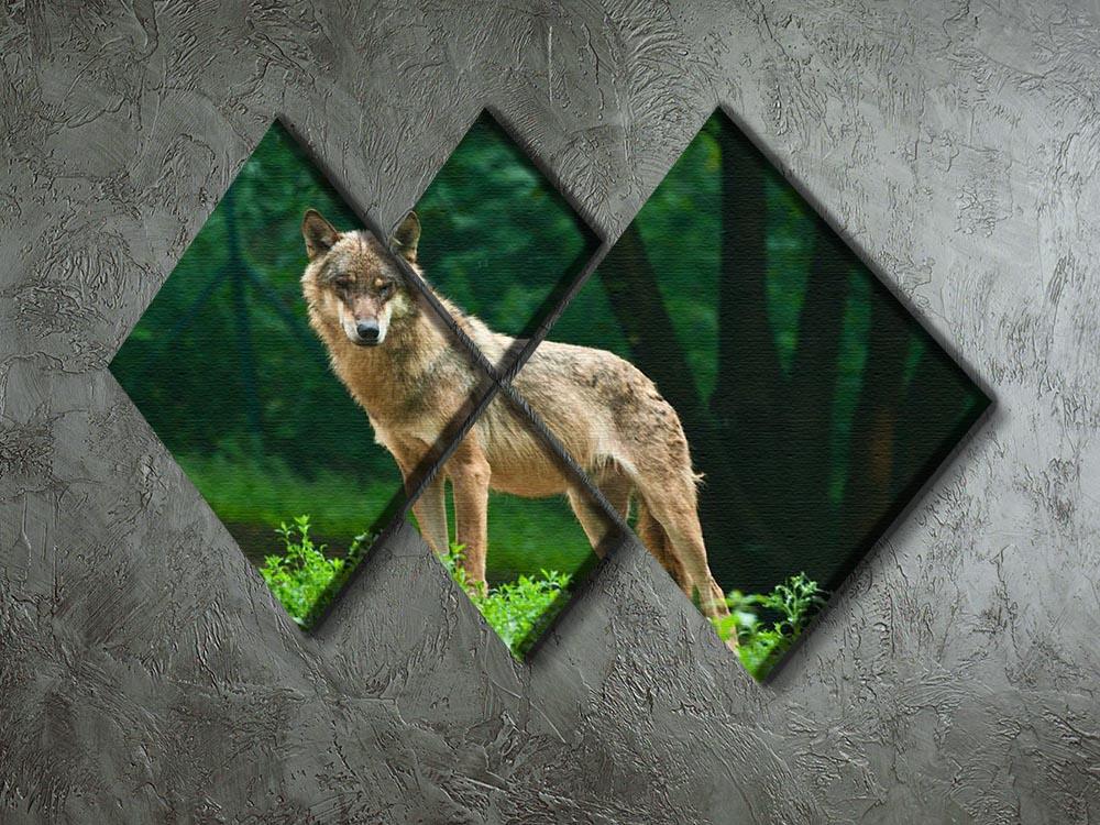 One wolf standing on green hill 4 Square Multi Panel Canvas - Canvas Art Rocks - 2
