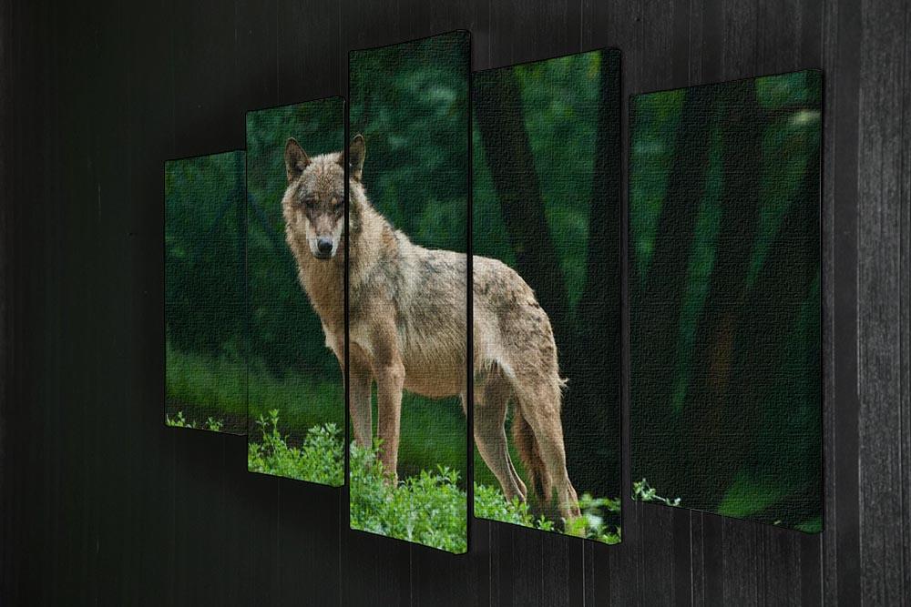 One wolf standing on green hill 5 Split Panel Canvas - Canvas Art Rocks - 2