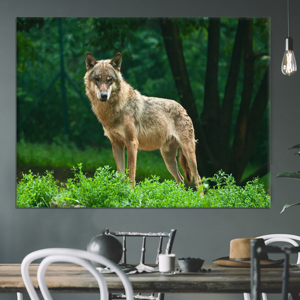 One wolf standing on green hill Canvas Print or Poster
