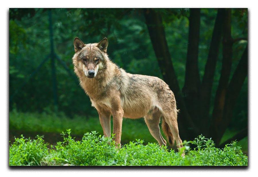 One wolf standing on green hill Canvas Print or Poster - Canvas Art Rocks - 1