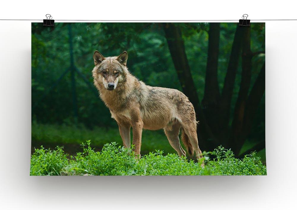 One wolf standing on green hill Canvas Print or Poster - Canvas Art Rocks - 2