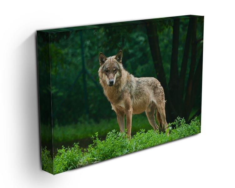 One wolf standing on green hill Canvas Print or Poster - Canvas Art Rocks - 3
