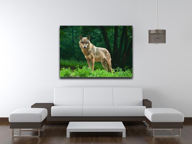 One wolf standing on green hill Canvas Print or Poster - Canvas Art Rocks - 4
