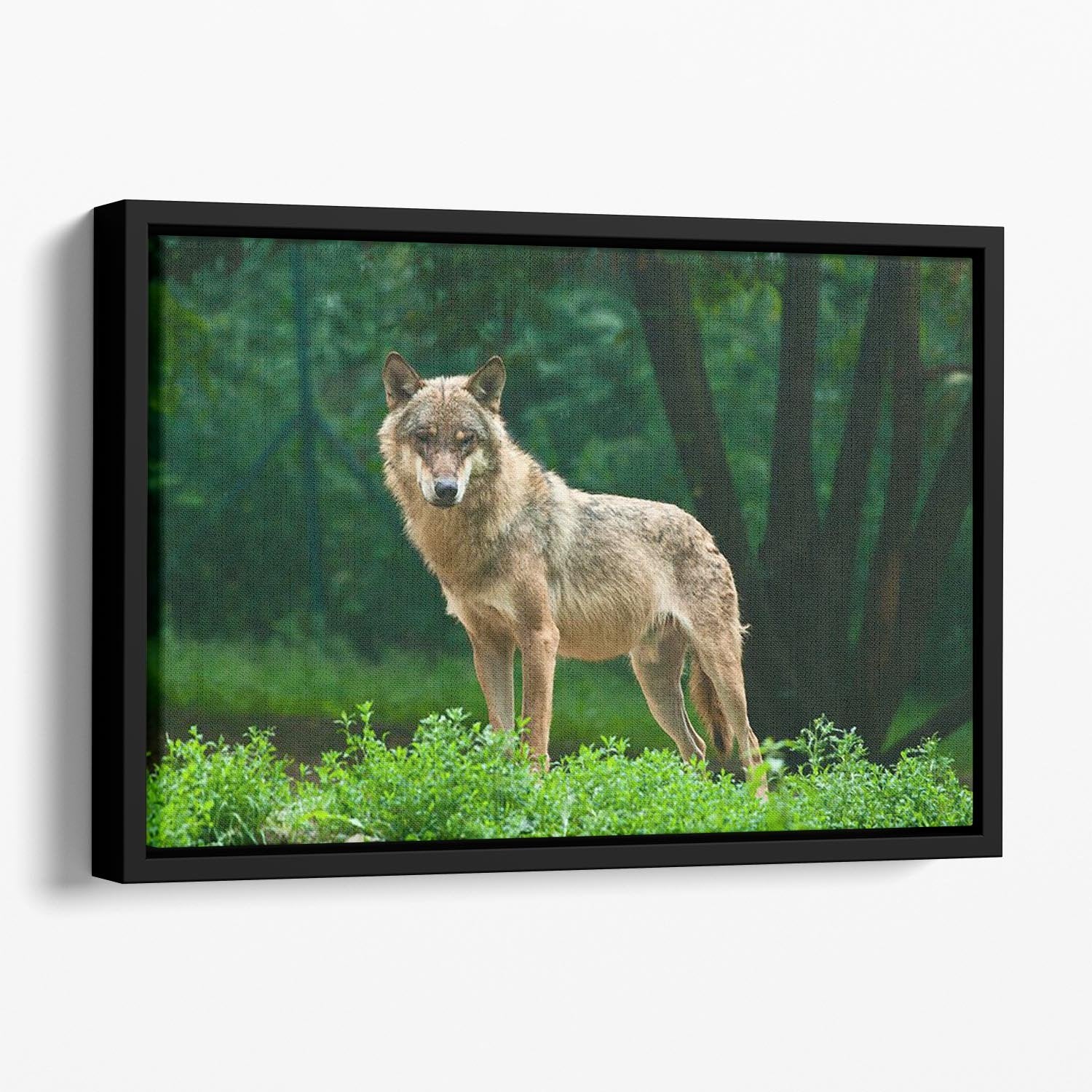 One wolf standing on green hill Floating Framed Canvas - Canvas Art Rocks - 1