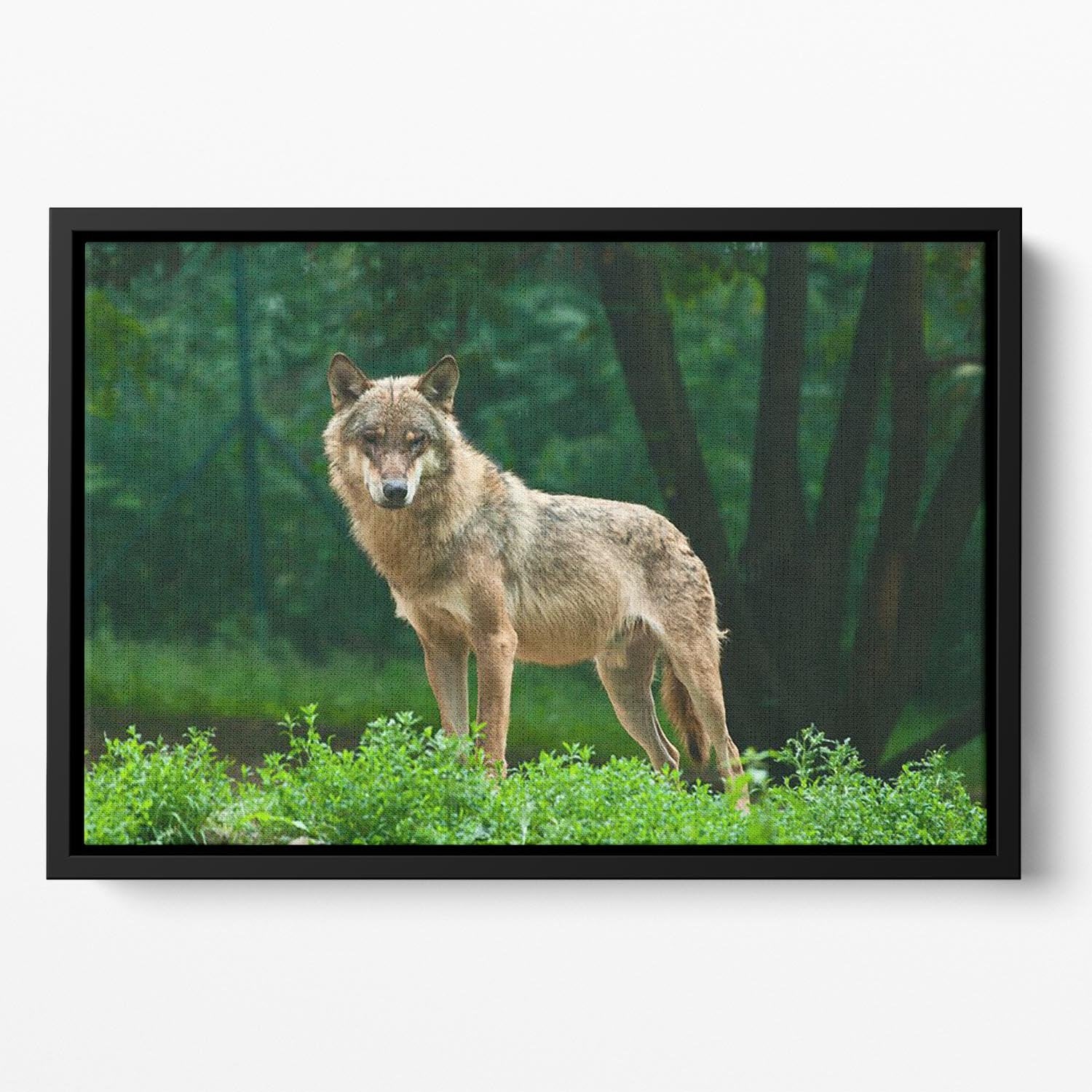 One wolf standing on green hill Floating Framed Canvas - Canvas Art Rocks - 2