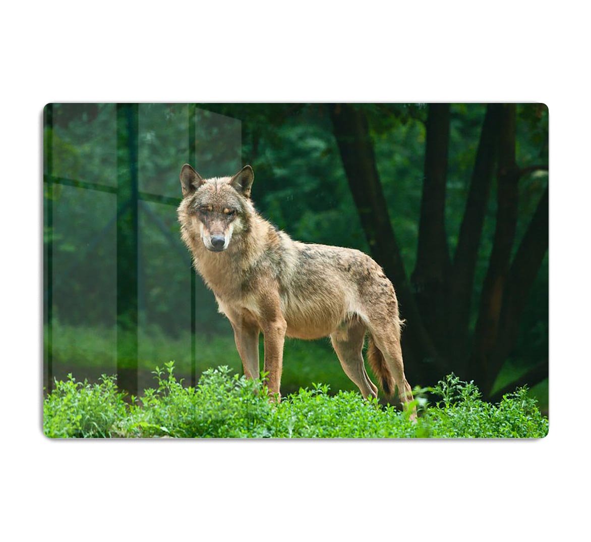 One wolf standing on green hill HD Metal Print - Canvas Art Rocks - 1