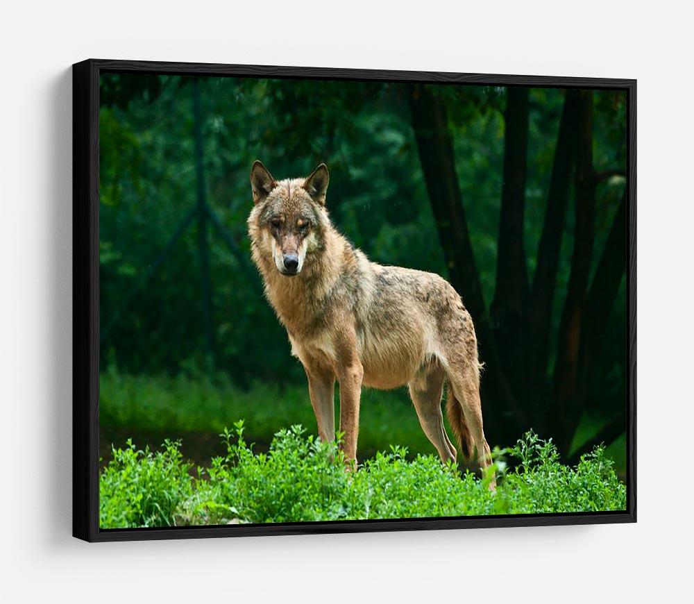 One wolf standing on green hill HD Metal Print - Canvas Art Rocks - 6