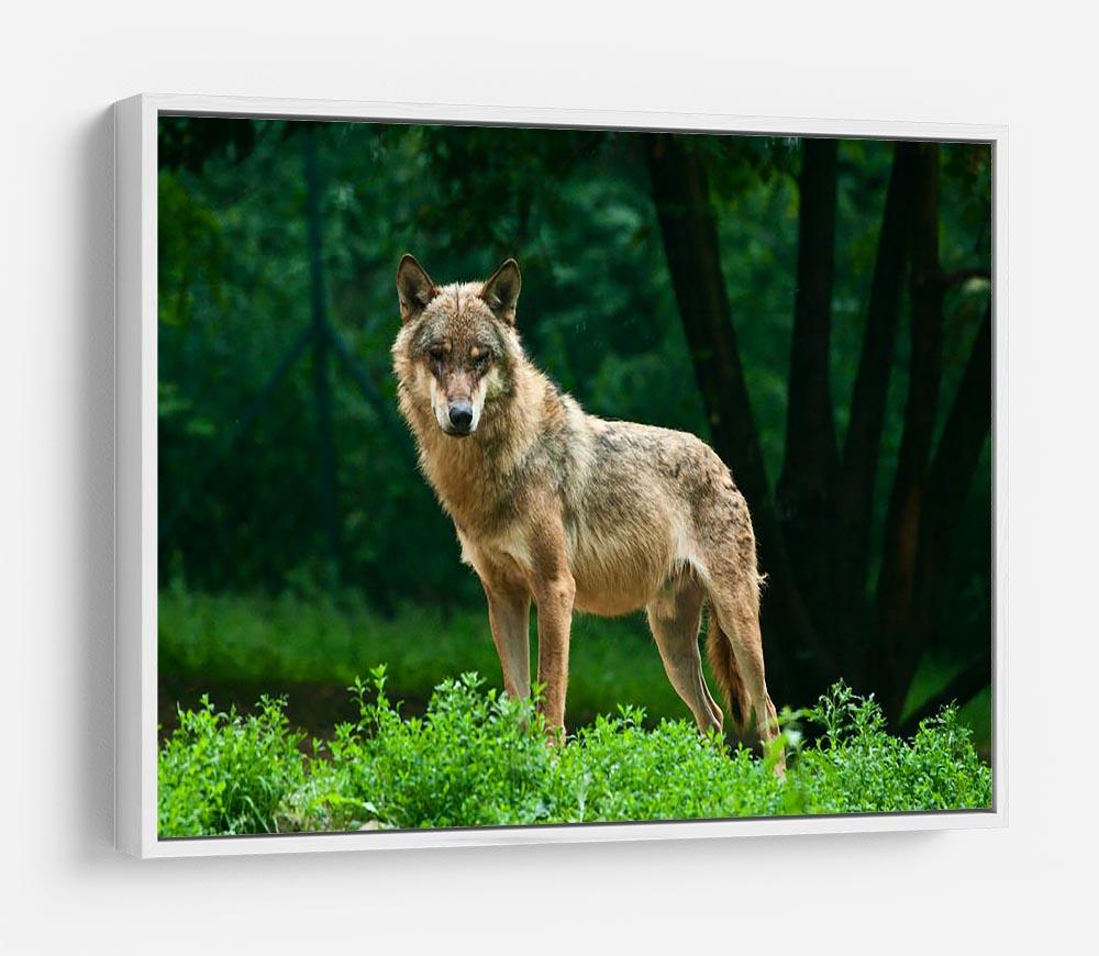 One wolf standing on green hill HD Metal Print - Canvas Art Rocks - 7