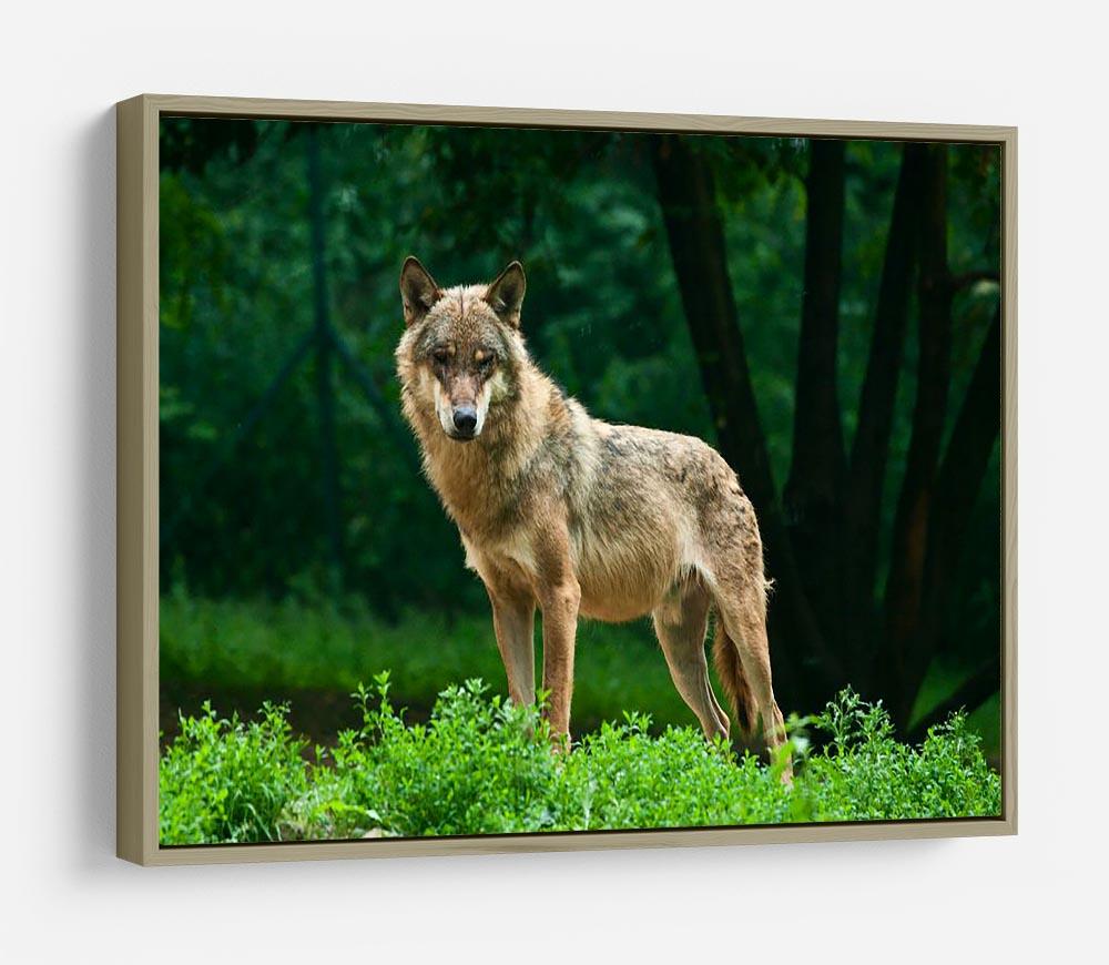 One wolf standing on green hill HD Metal Print - Canvas Art Rocks - 8