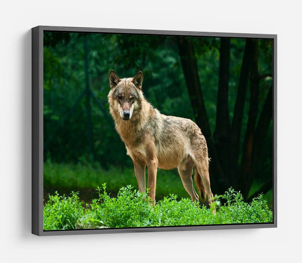 One wolf standing on green hill HD Metal Print - Canvas Art Rocks - 9