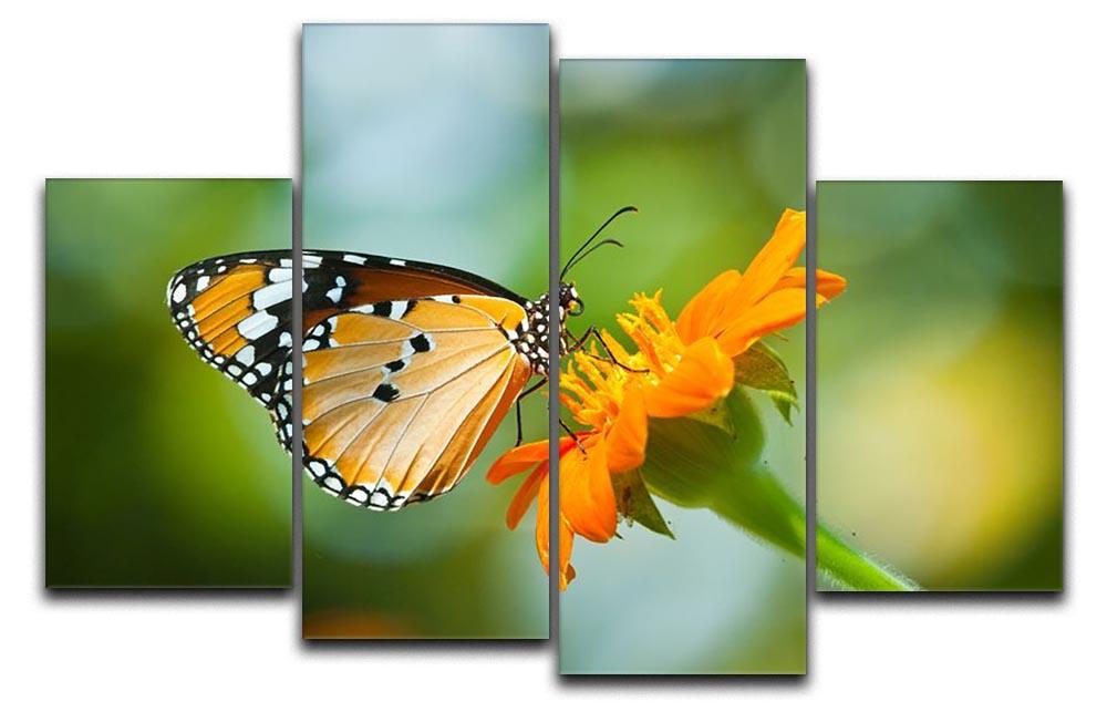 Orange butterfly on flower Thailand. 4 Split Panel Canvas - Canvas Art Rocks - 1