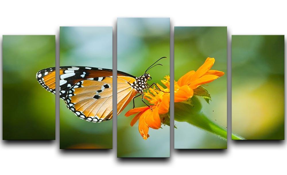 Orange butterfly on flower Thailand. 5 Split Panel Canvas - Canvas Art Rocks - 1