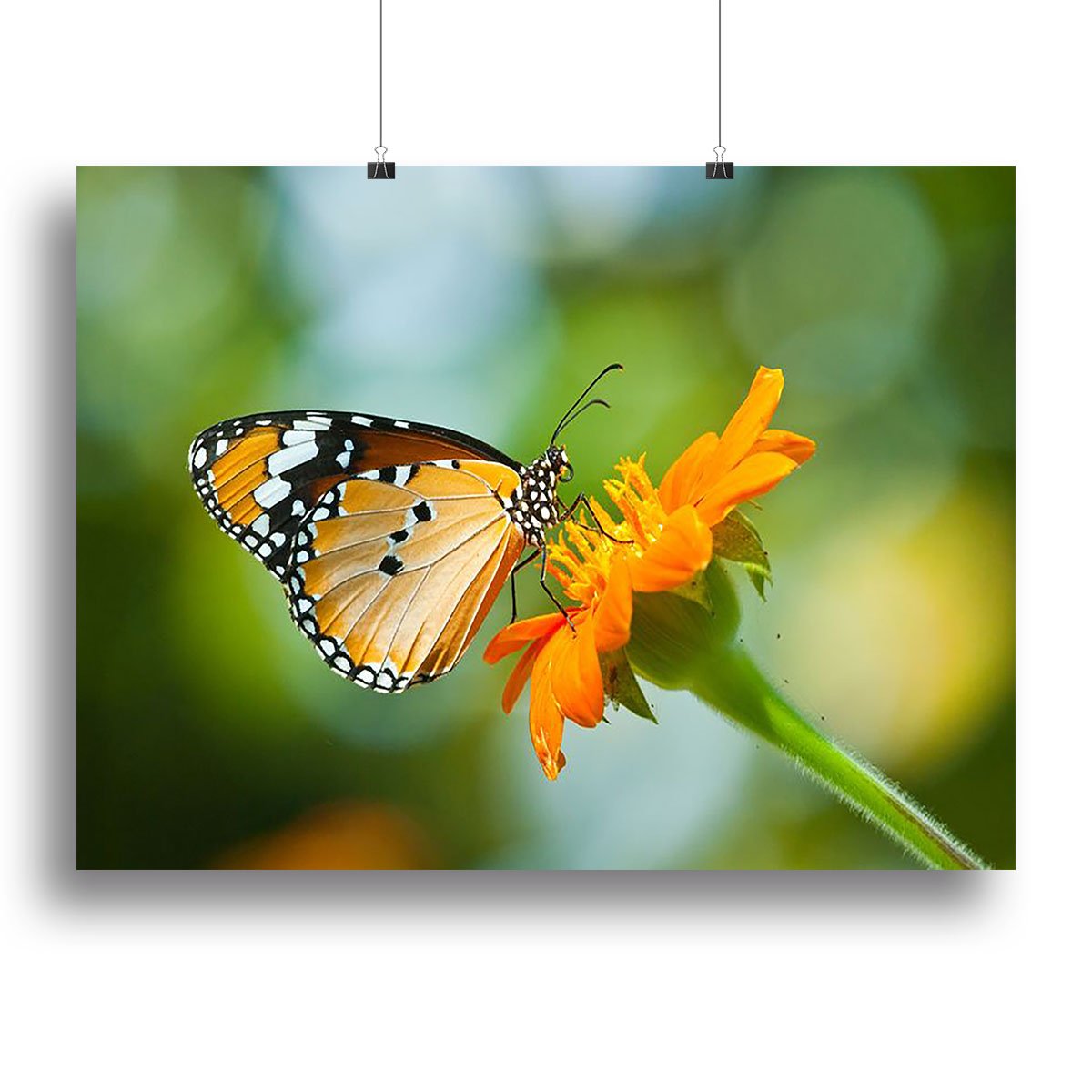 Orange butterfly on flower Thailand. Canvas Print or Poster