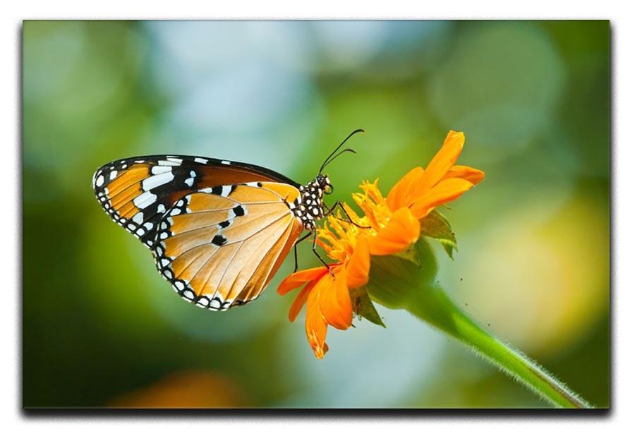 Orange butterfly on flower Thailand. Canvas Print or Poster - Canvas Art Rocks - 1