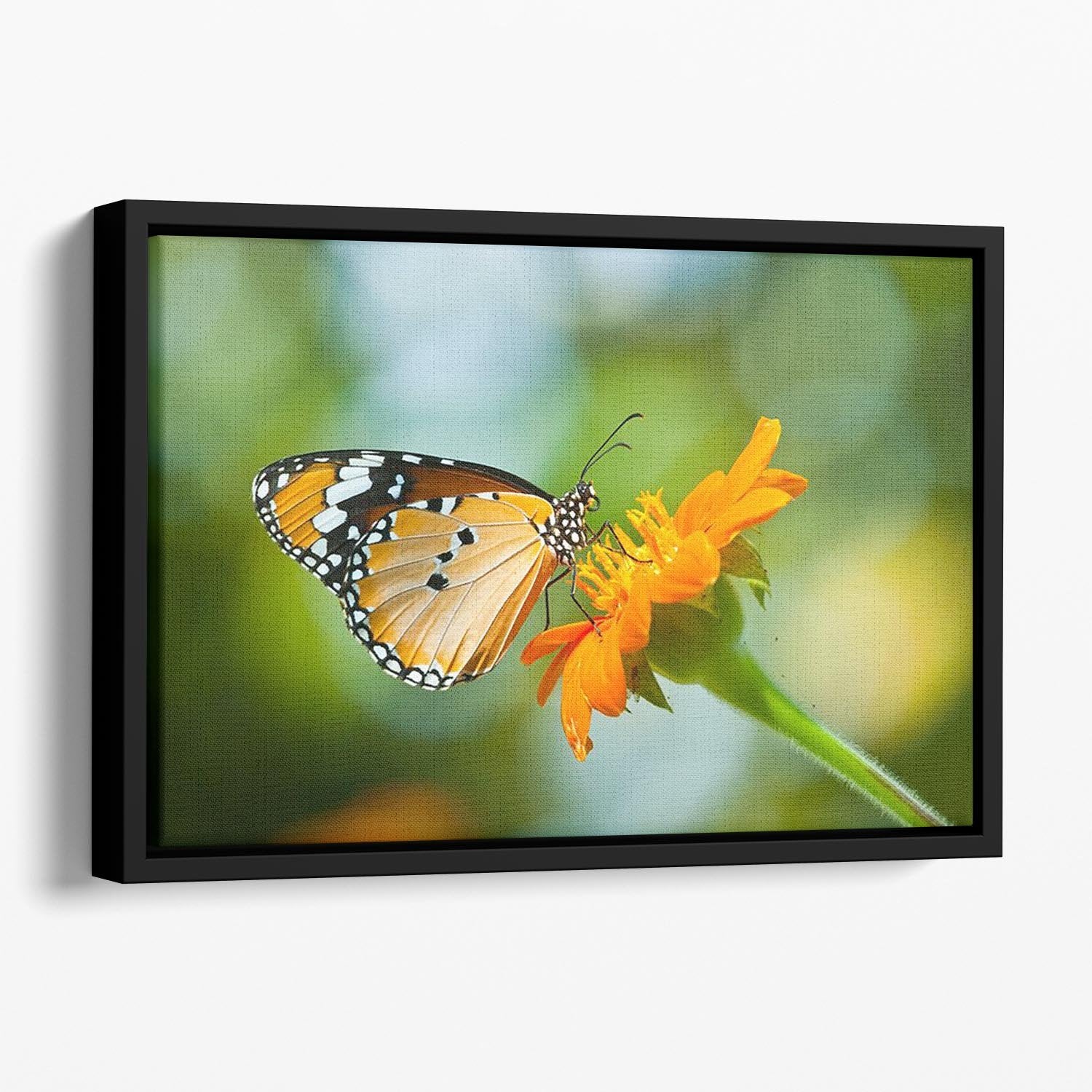 Orange butterfly on flower Thailand. Floating Framed Canvas - Canvas Art Rocks - 1